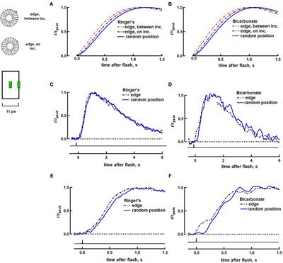 Effects of cell size and bicarbonate on single photon response variability in retinal rods